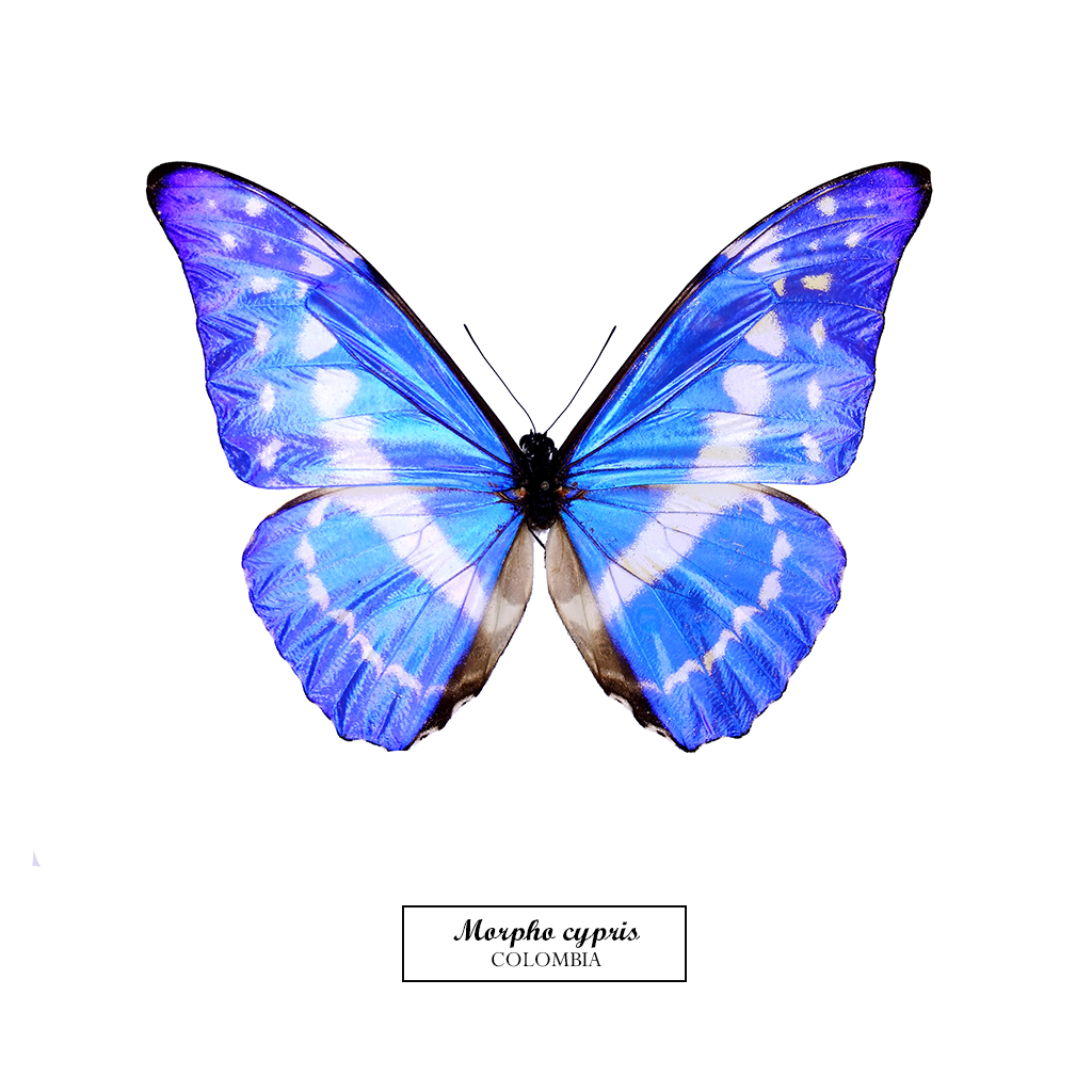 GABANNABUTTERFLY | Morpho cypris